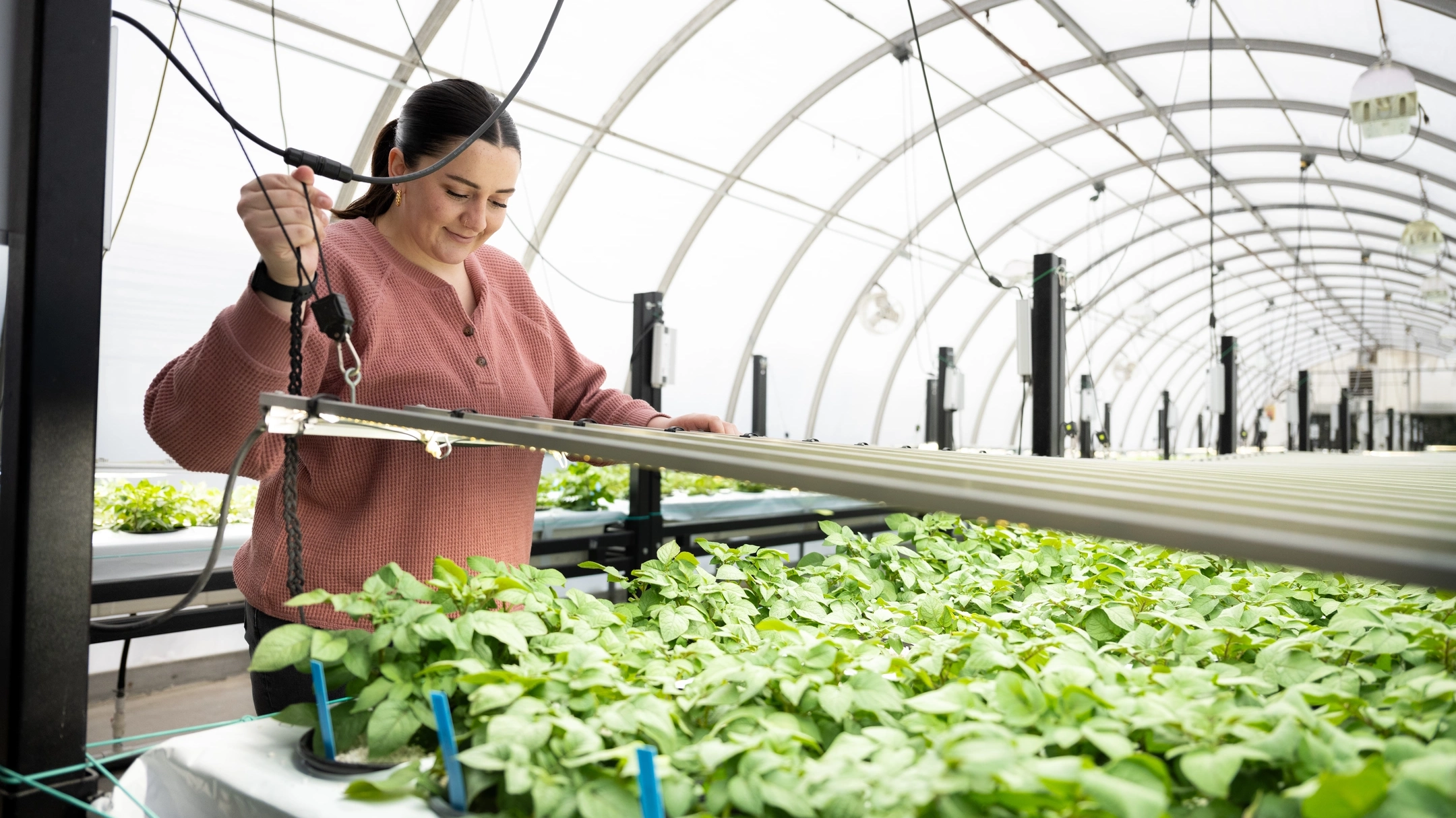 A woman working in a greenhouse.