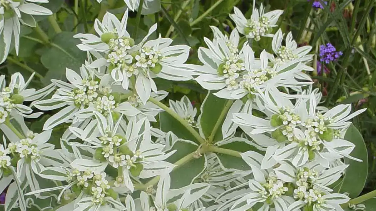 Herbaceous plants that are typically annuals