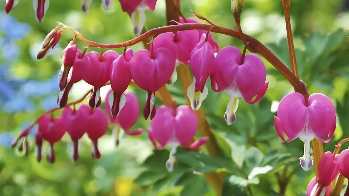 A variety of perennials from African daisies to yarrow