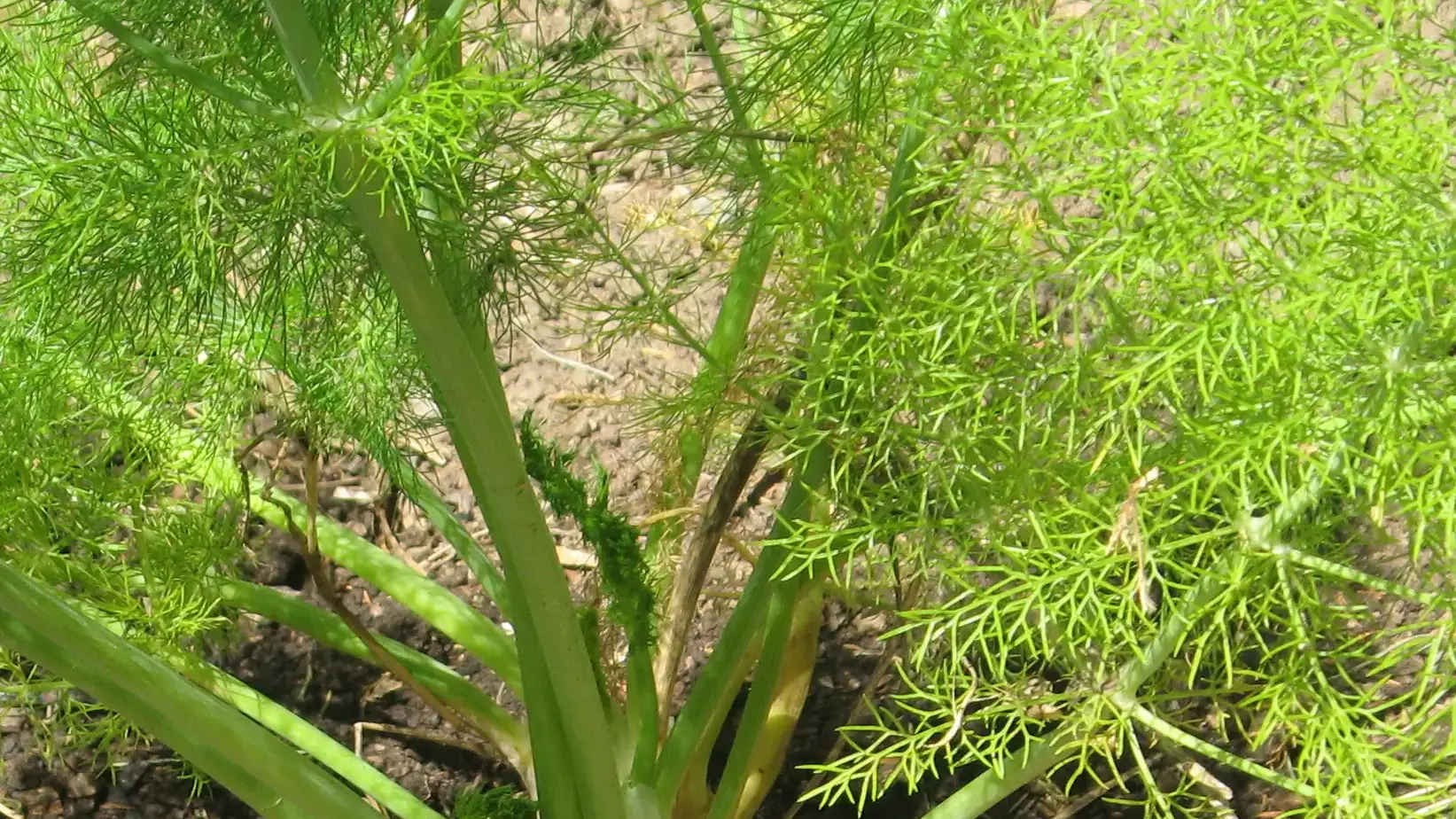 fennel-bulb.jpg