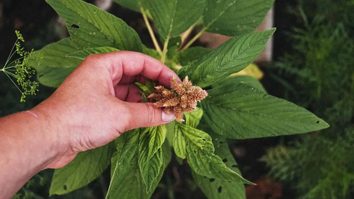 amaranth 1200x1200.jpg