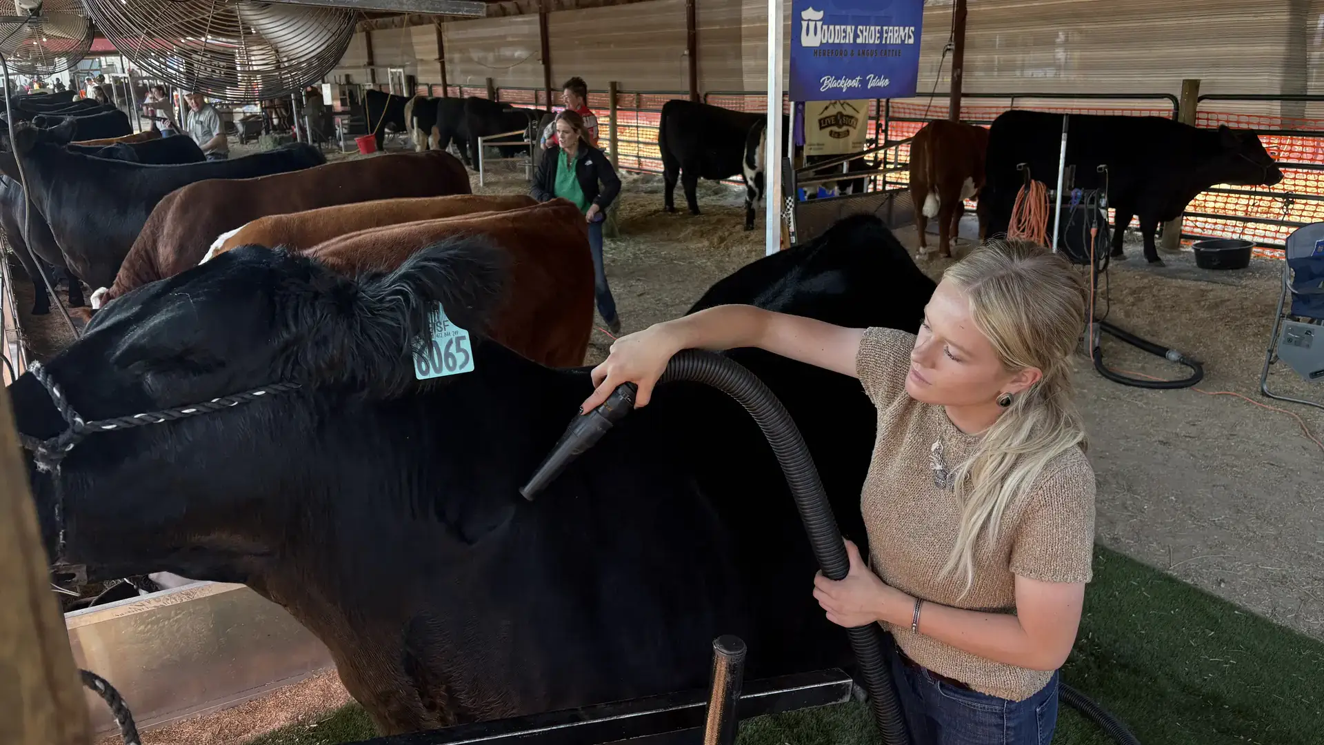 A girl wearing a tan, short-sleeved sweater and blue jeans vacuums a black steer in a long barn holding several show steers.