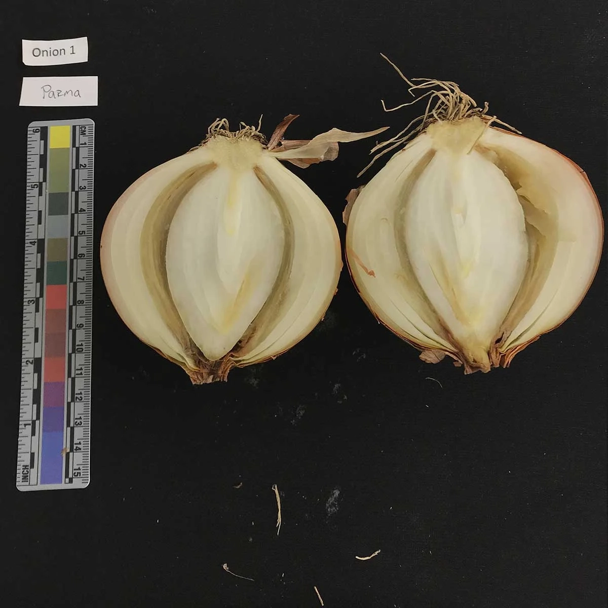 A variety of onion diseases photos