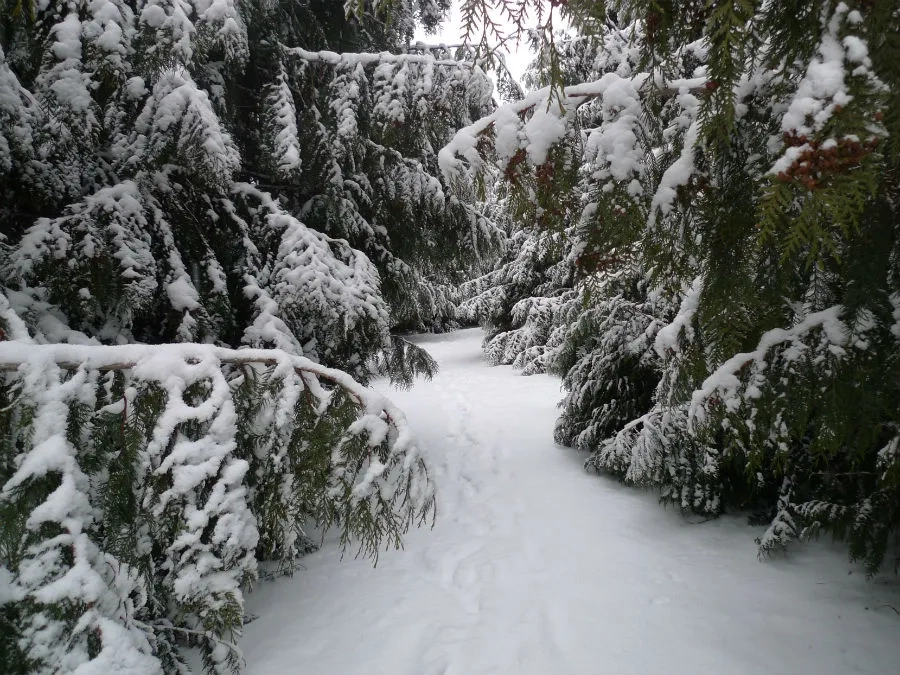 Snowy boughs of Western Red Cedars in the Arboretum