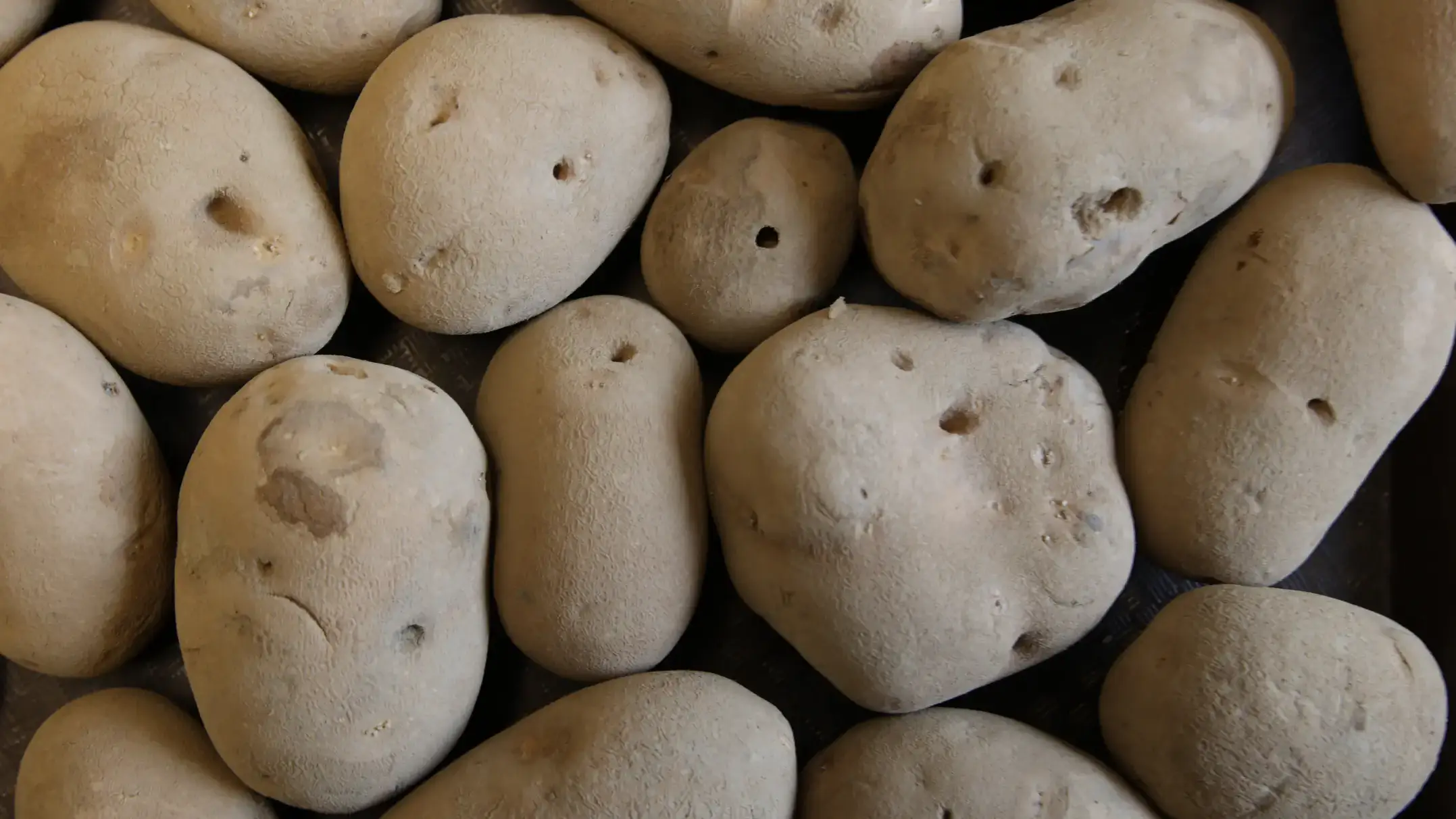 Wireworm damage to whole potatoes showing circular feeding holes.
