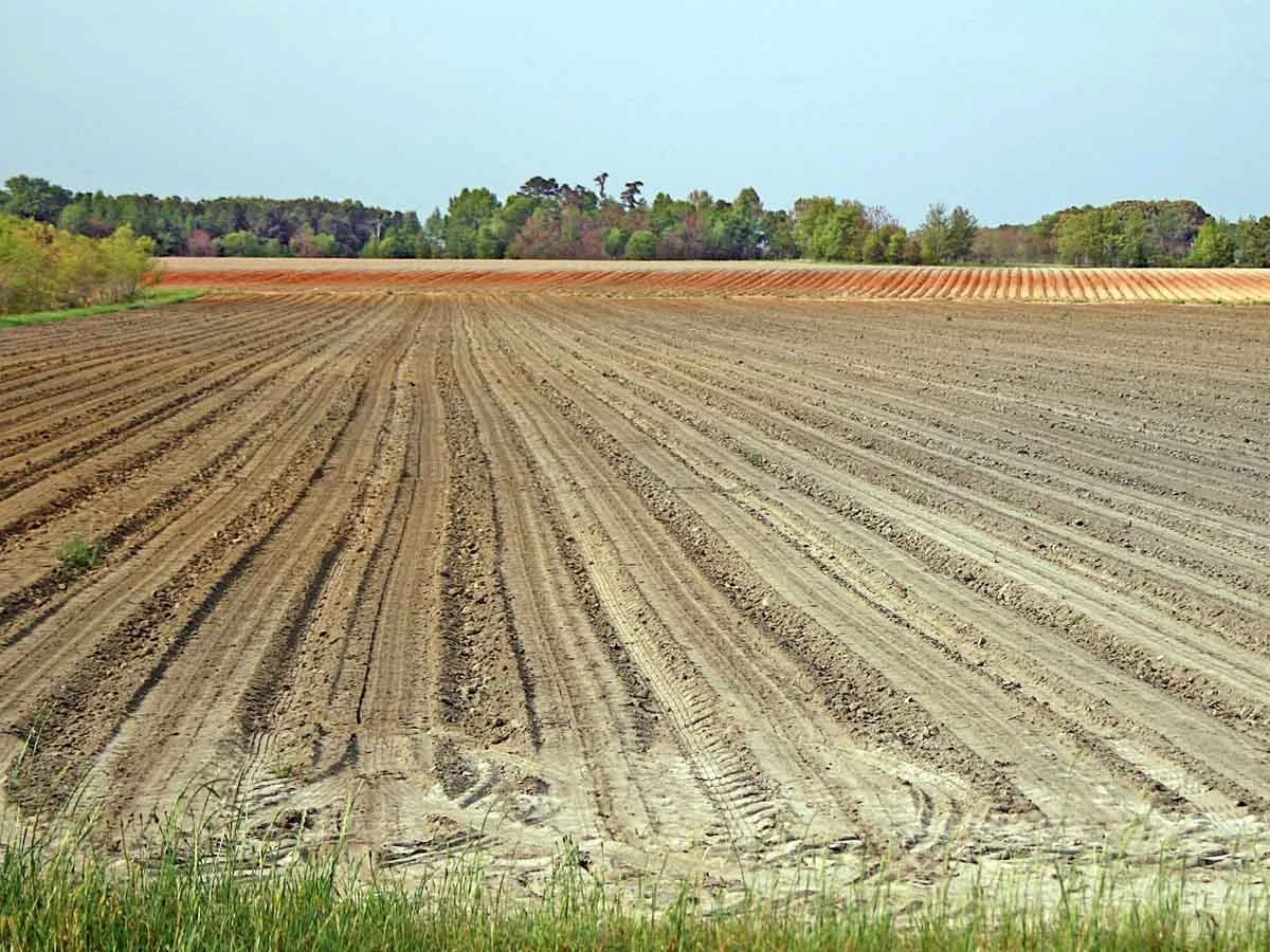 Coastal plain landscape of ultisols