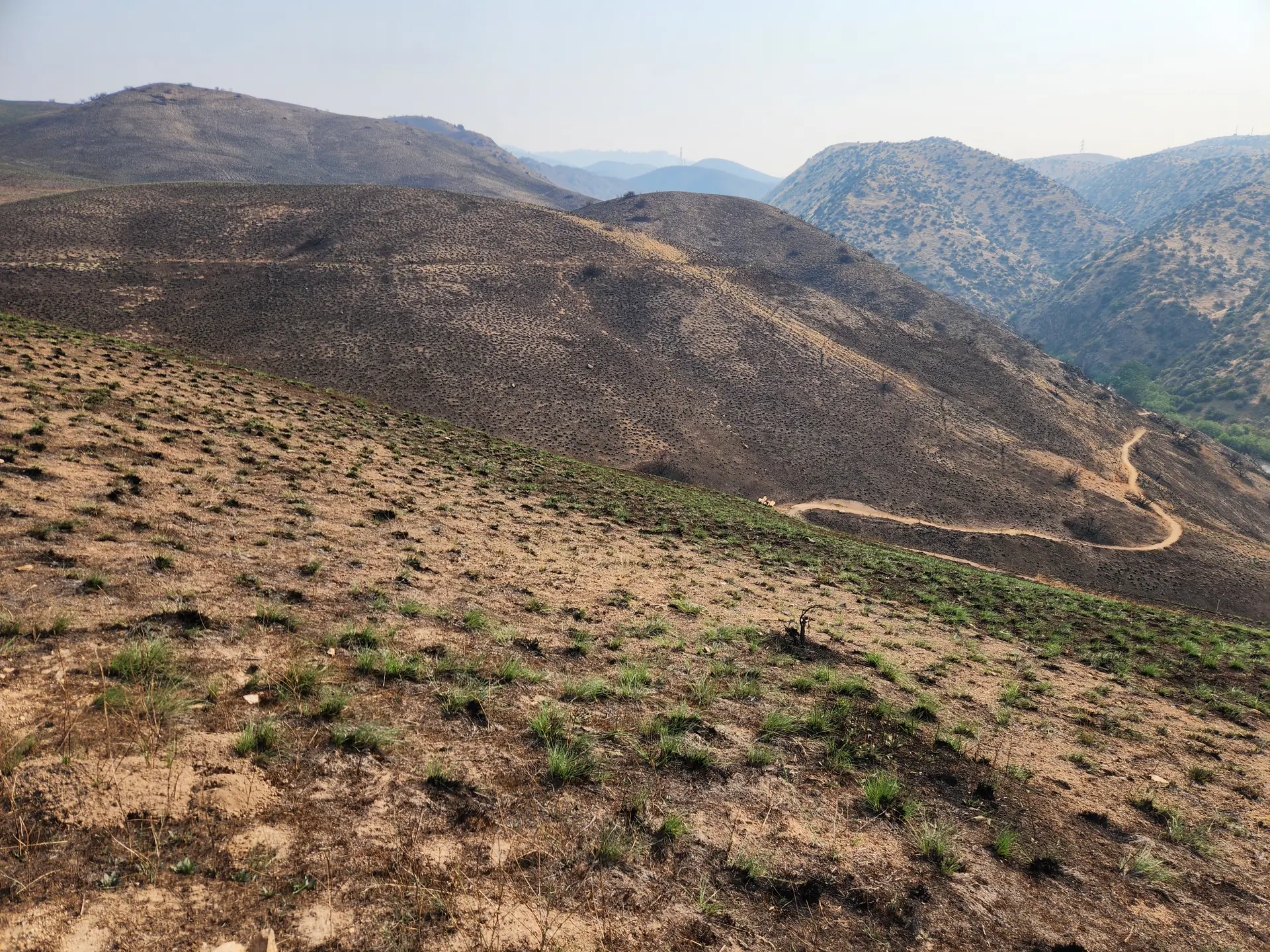 Burned rangeland hills with charred shrubs, scattered patches of green grass and a winding dirt road. 