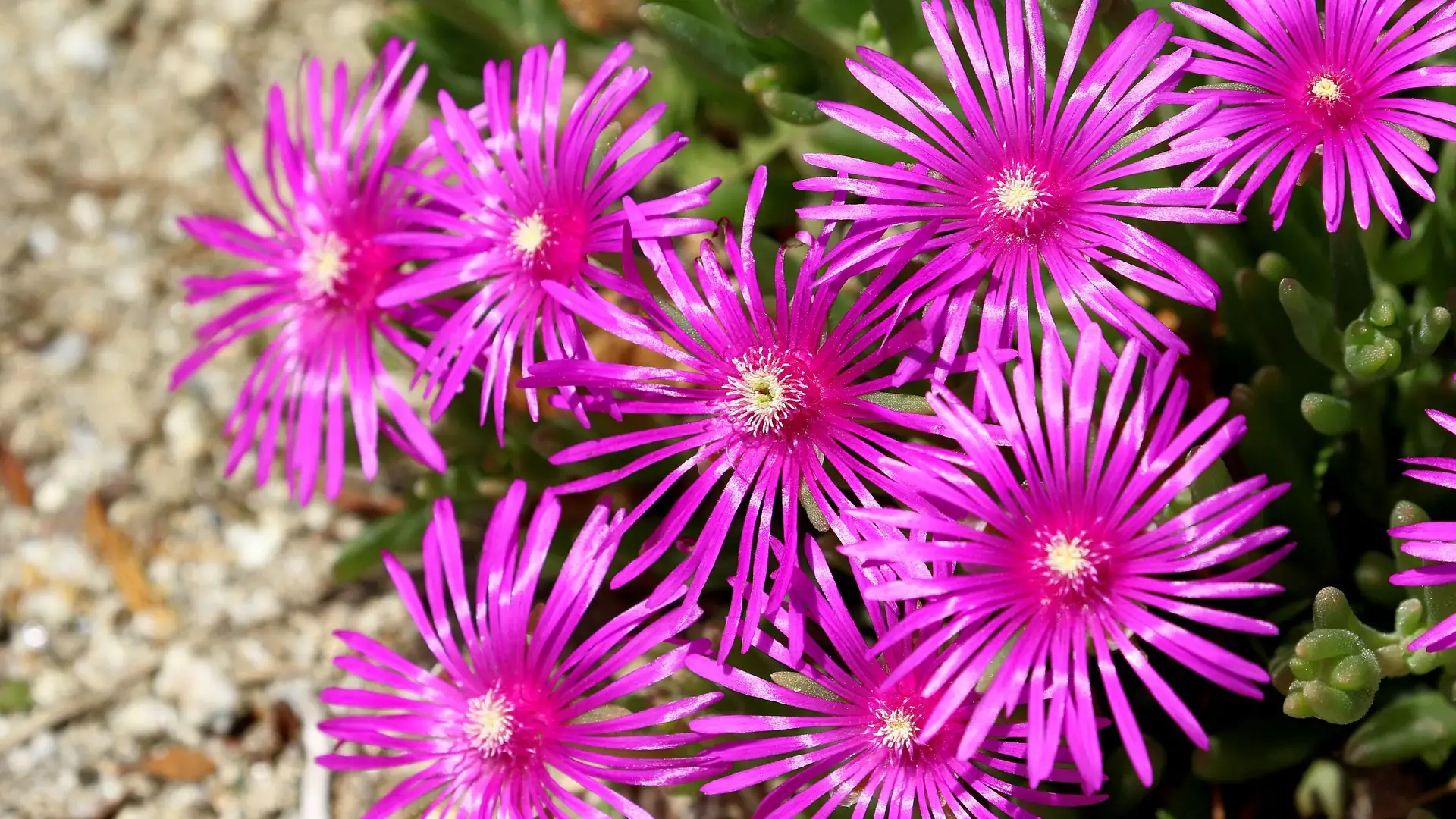 Herbaceous plants that are typically annuals