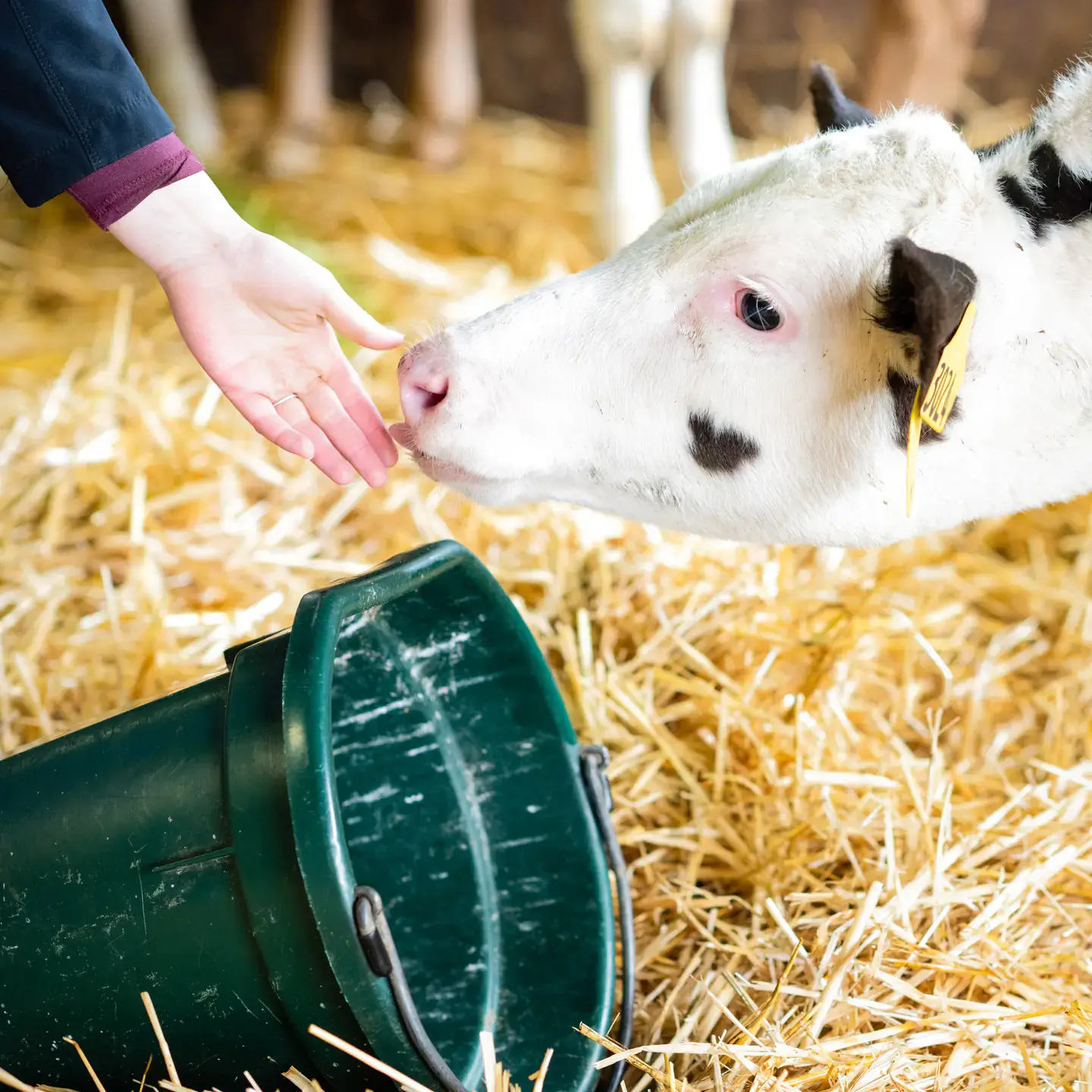 A cow licking a person's hand.