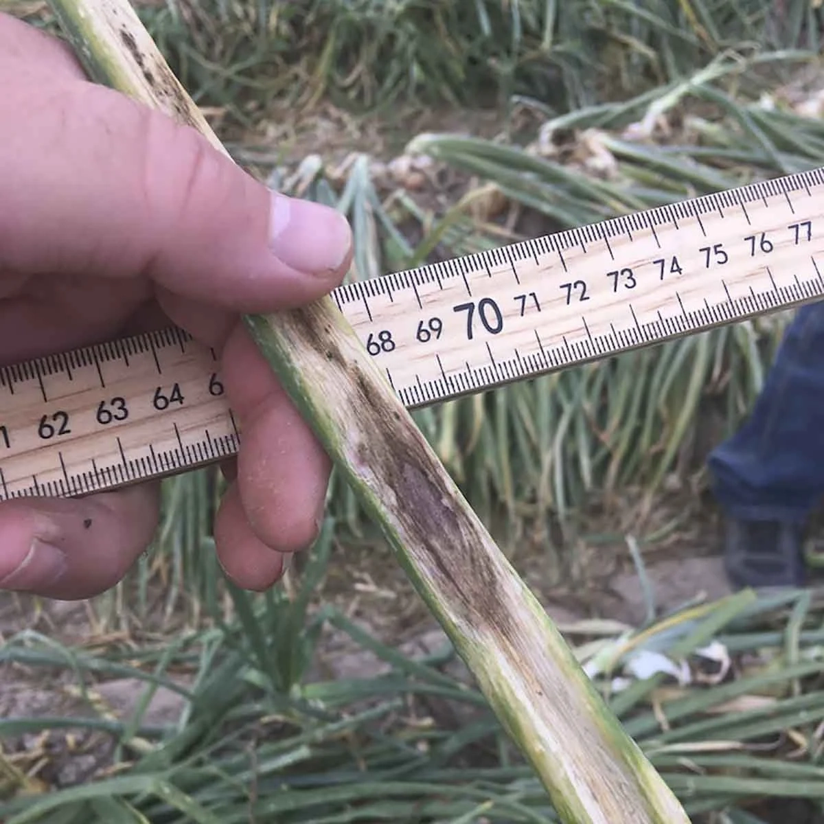 A variety of onion diseases photos