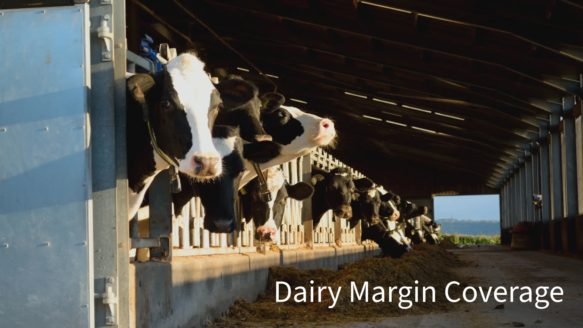 Video covers for dairy insurance and farmers stories