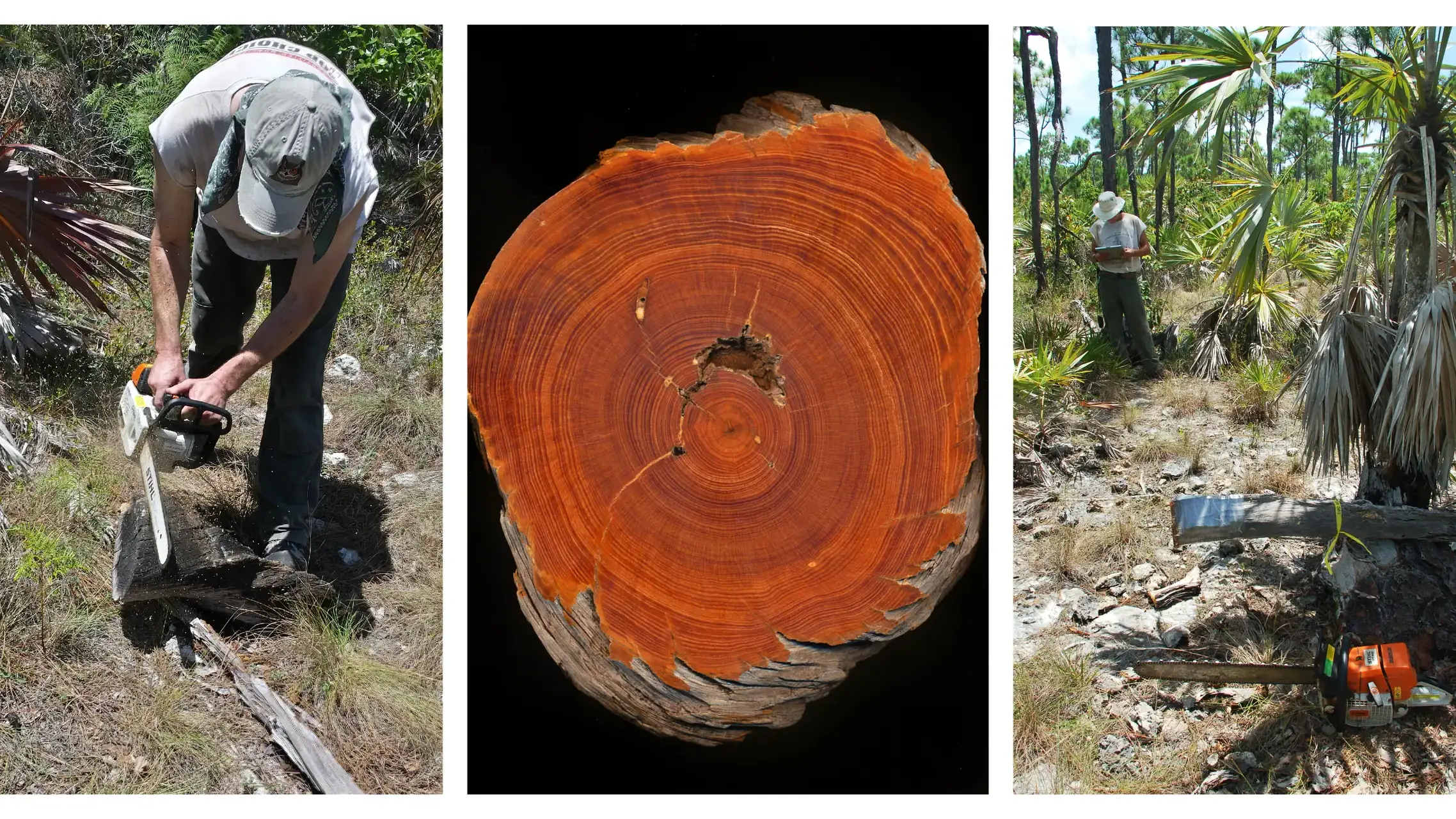A collage of three images: A person using a chain saw, the rings of a cut tree and a person taking notes in a palm grove.