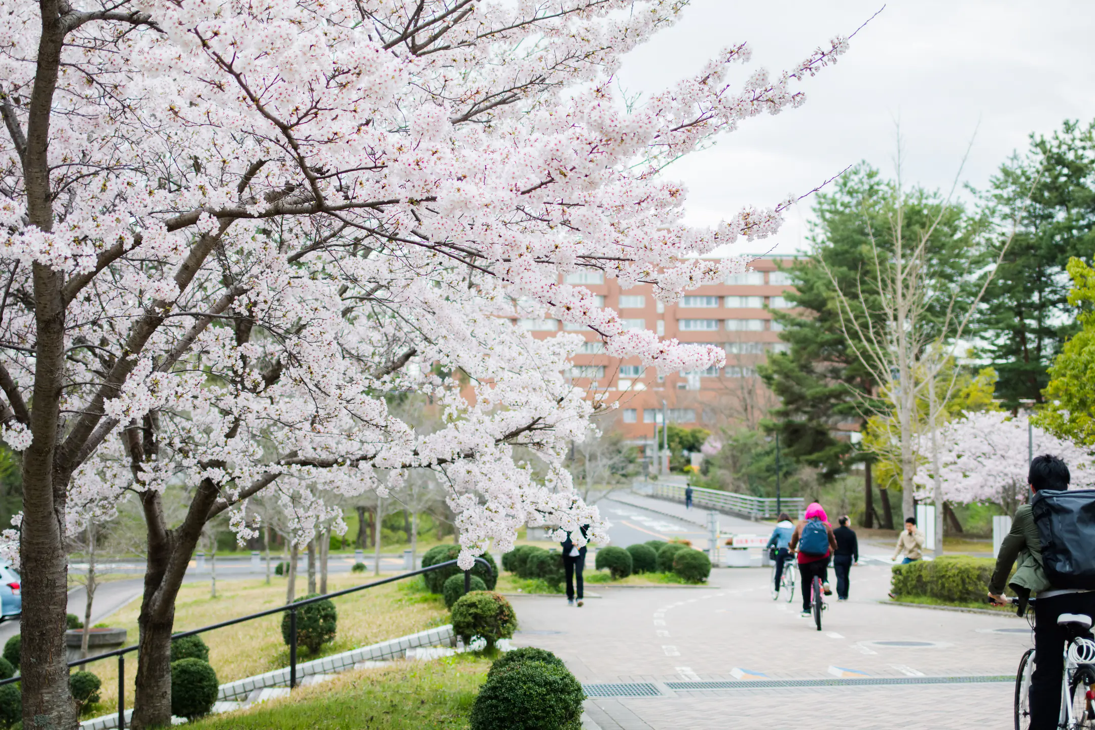 Trees blossoming in spring on HU campus bike path