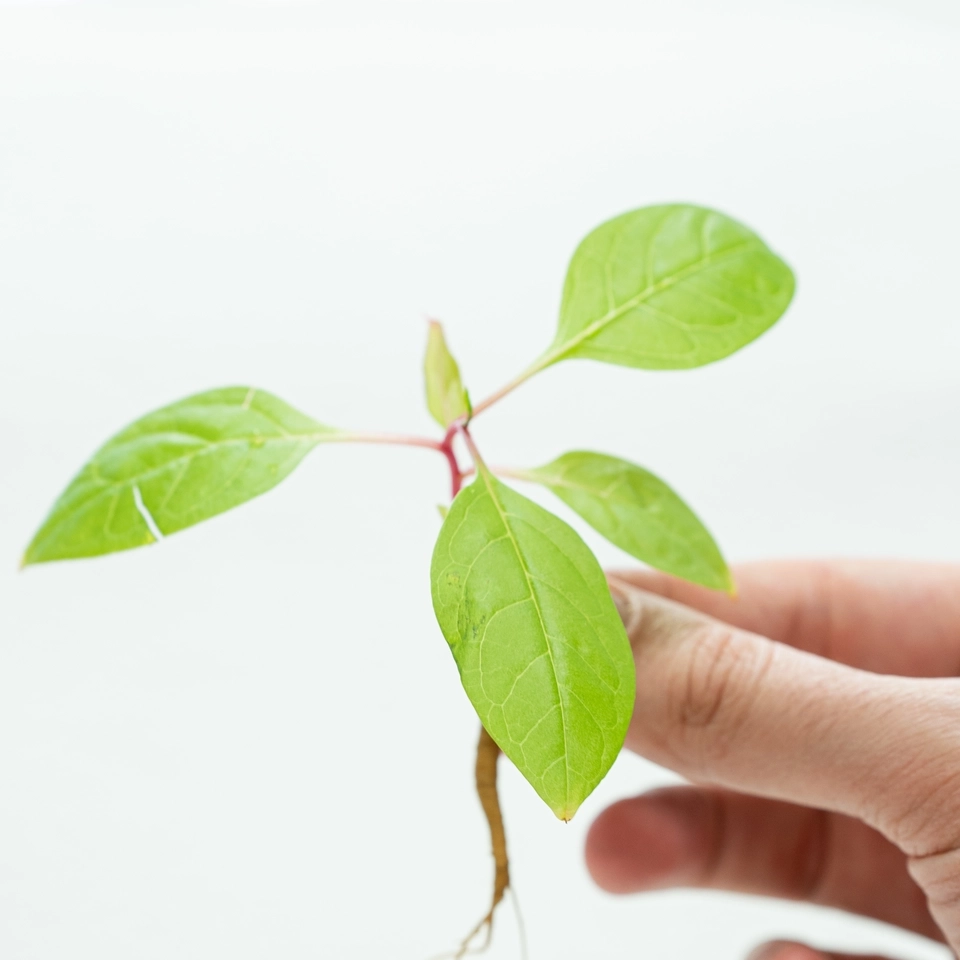 College of Engineering and the College of Science research sustainable methods to extract rare earth elements from Idaho-sourced soil could reduce national dependence on foreign countries for high-tech manufacturing needs.