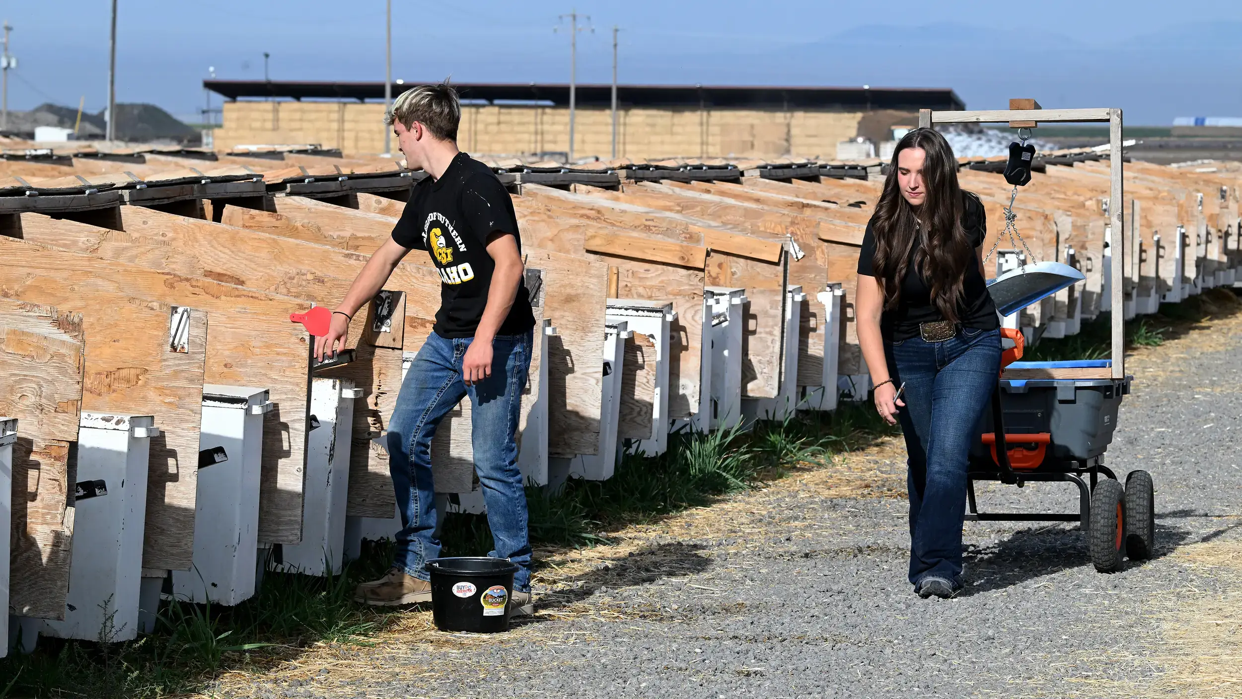 Two individuals work near rows of calf hutches outdoors. One is holding a bucket, and the other is pulling a small cart.