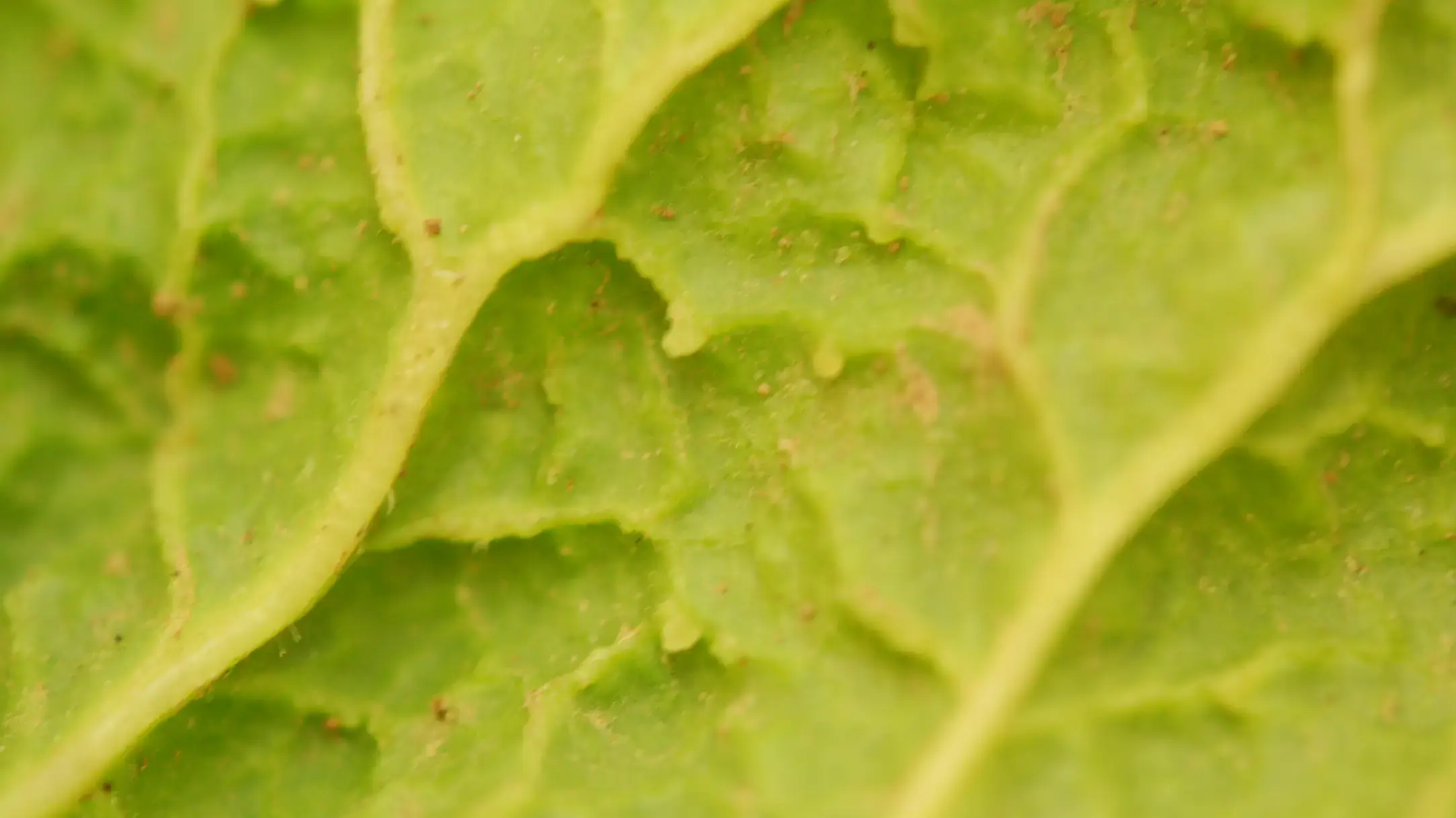 Wart- or spine-like outgrowths forming on the underside of infected leaf.