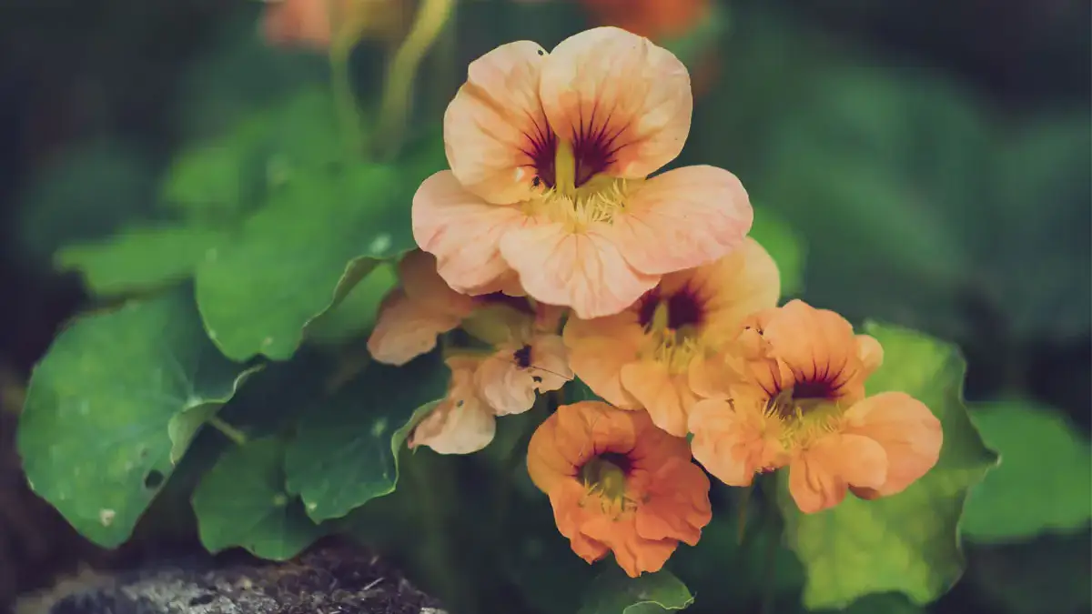 Landscapes and Gardens photos