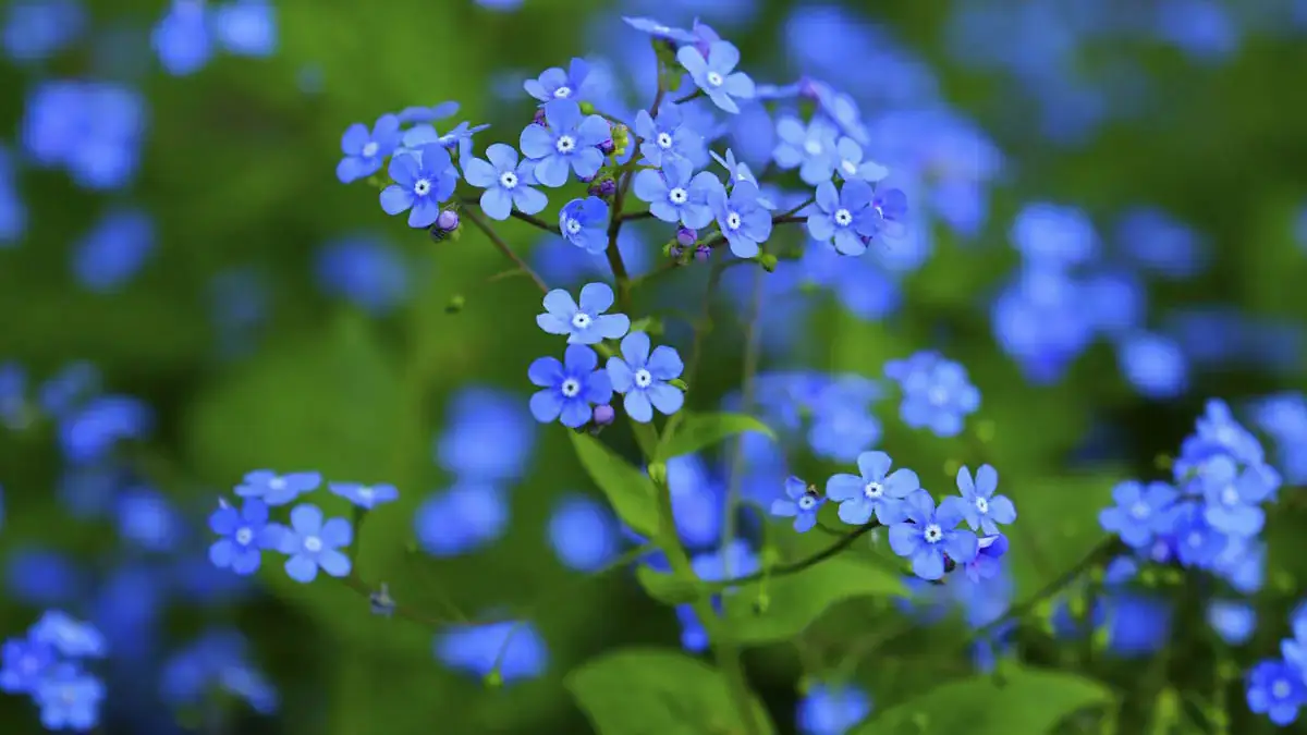 A variety of perennials from African daisies to yarrow