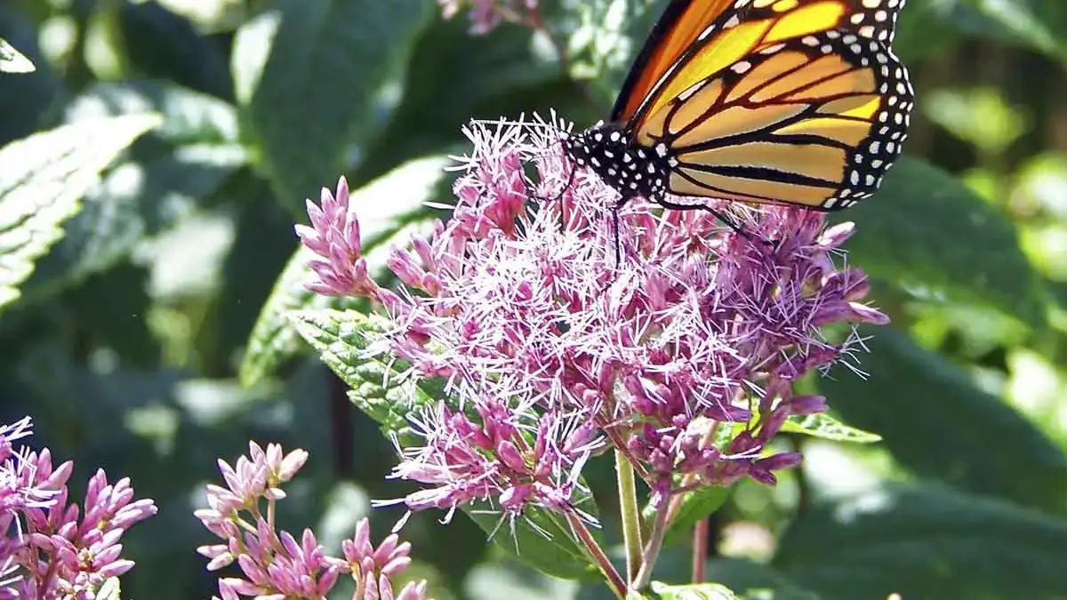 A variety of perennials from African daisies to yarrow