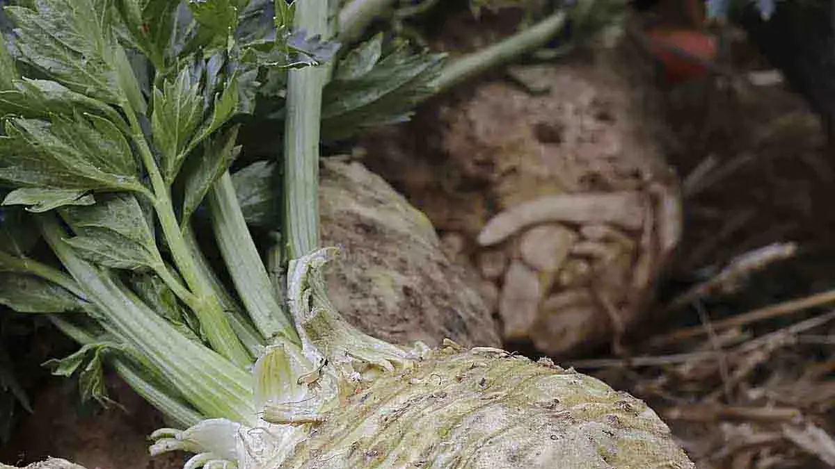 Landscapes and Gardens photos