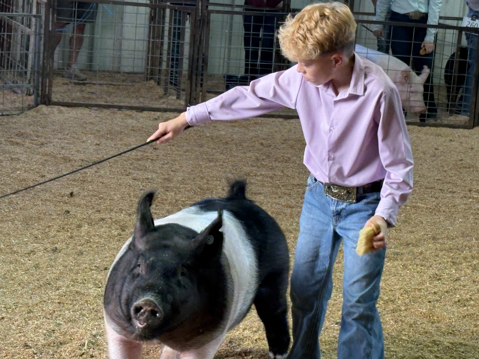 A boy wearing a lavender, long-sleeved shirt, blue jeans and a belt with a large buckle directs a black-and-white pig in a dirt arena with long, black stick.