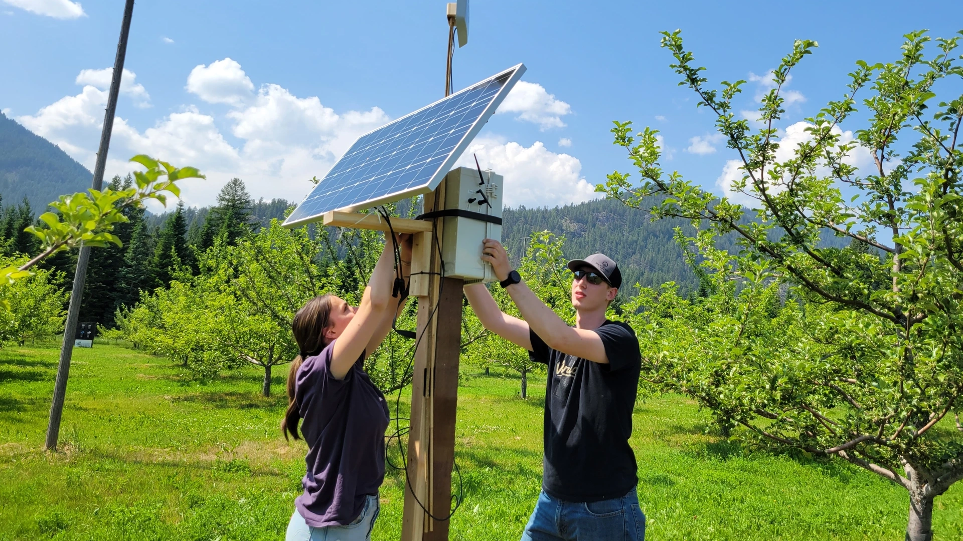 Two students installing an AI-augmented system in an orchard