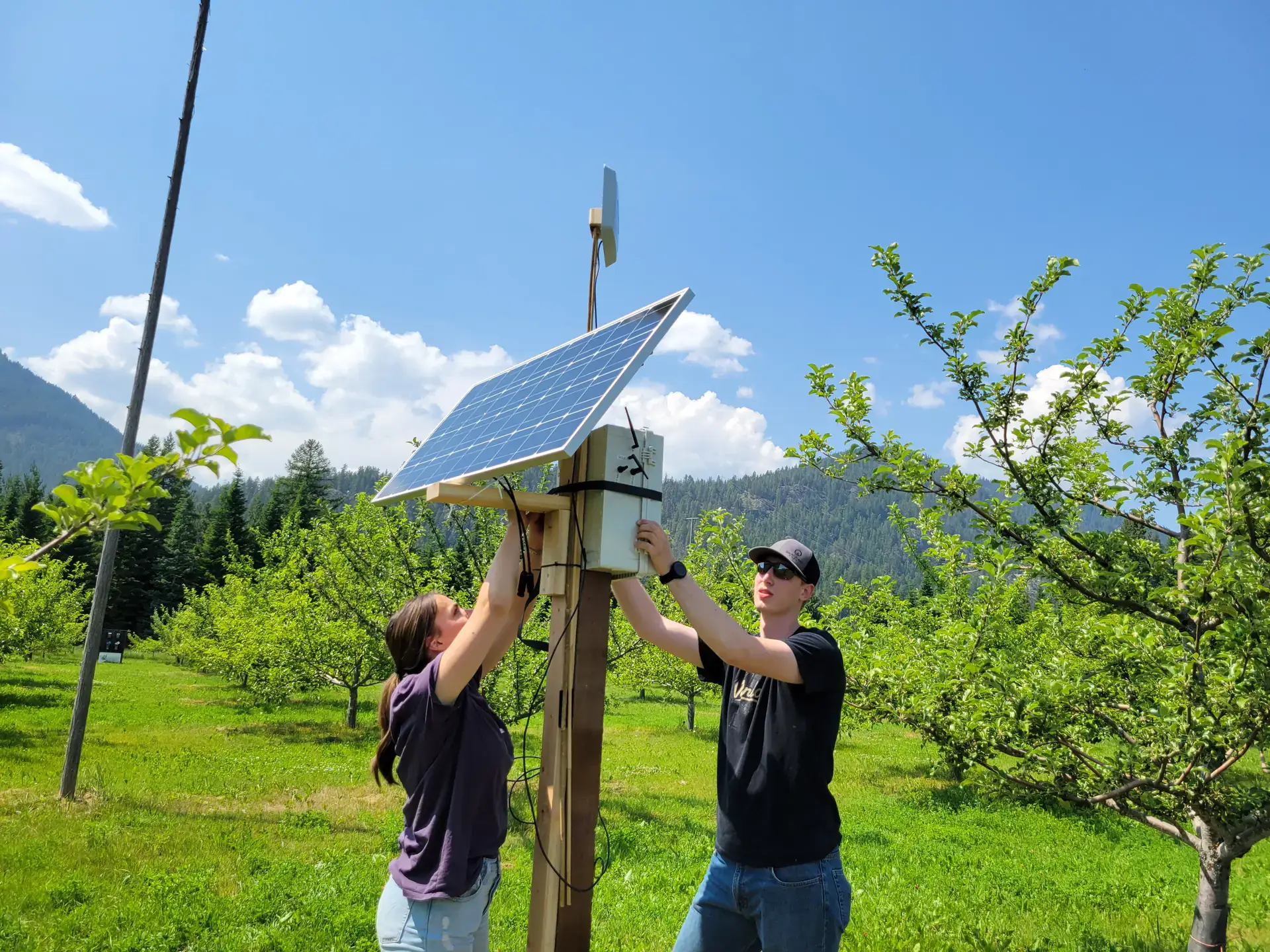 Two students installing an AI-augmented system in an orchard