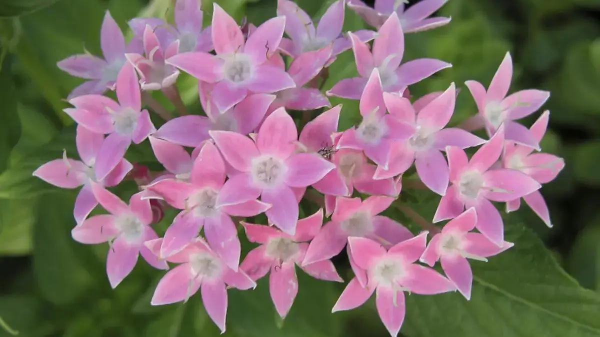 Herbaceous plants that are typically annuals