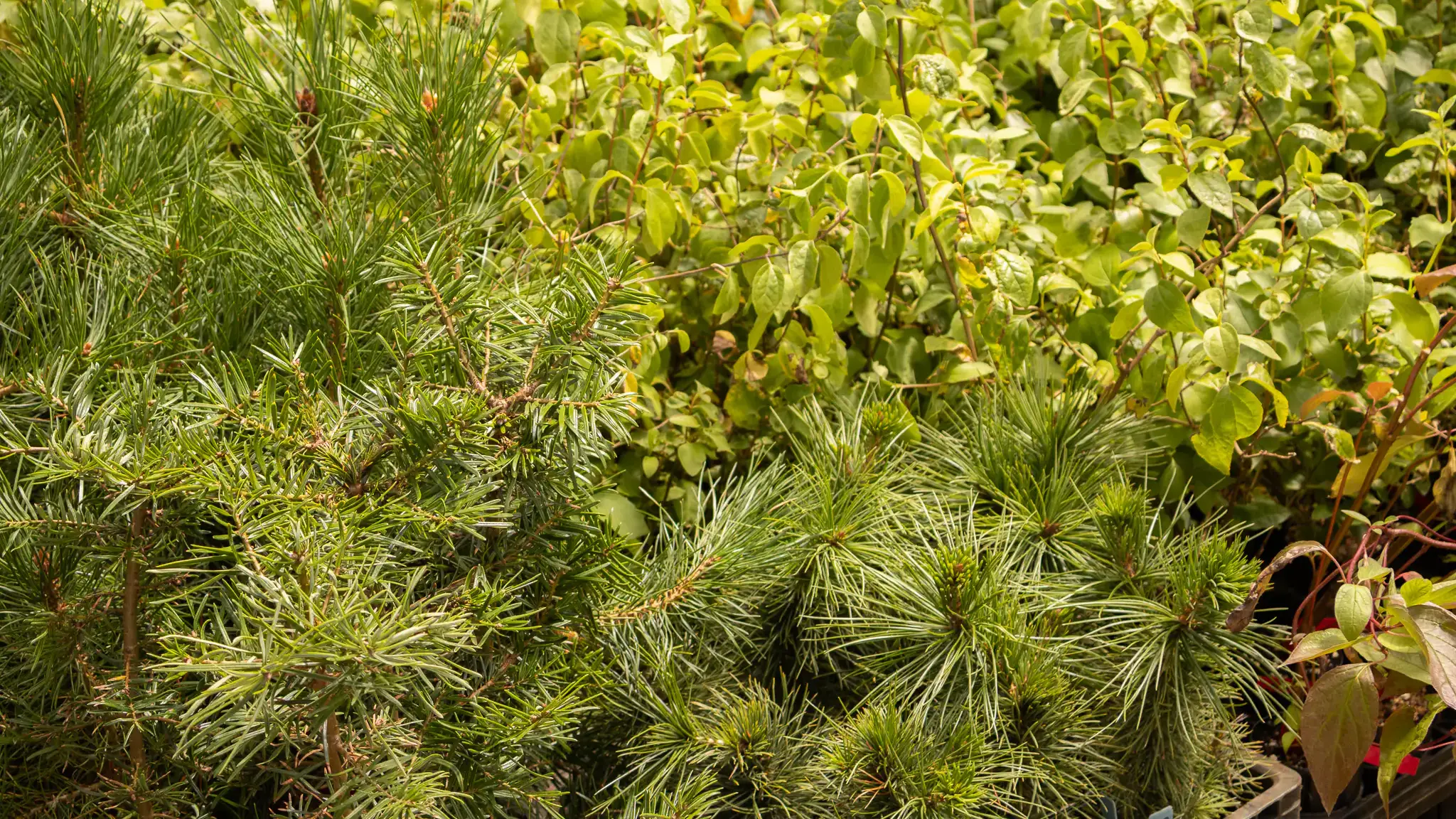 Statewide seedling initiative enhances&nbsp;communities&nbsp;while honoring veterans at Pitkin Nursery for America 250th birthday