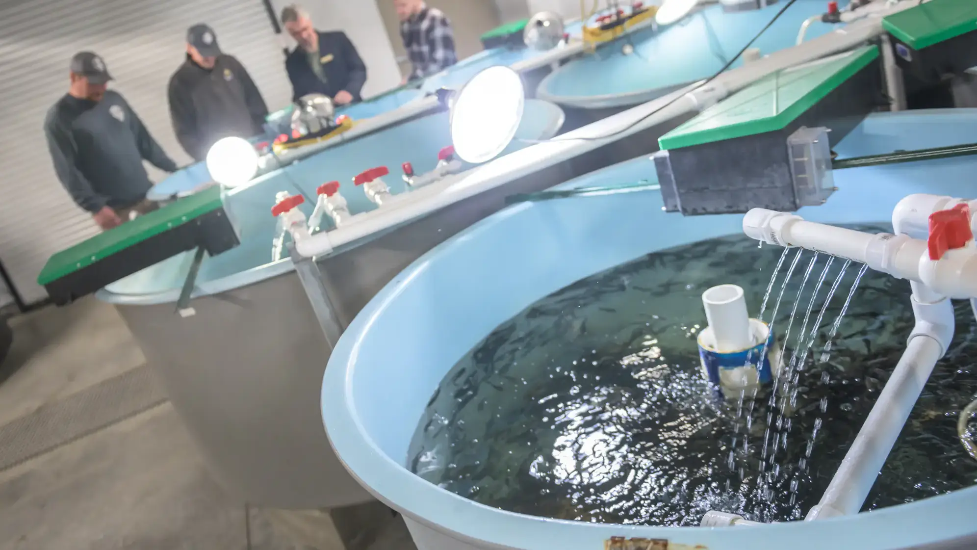 Burbot freshwater fish research in the Aquaculture Research Institute