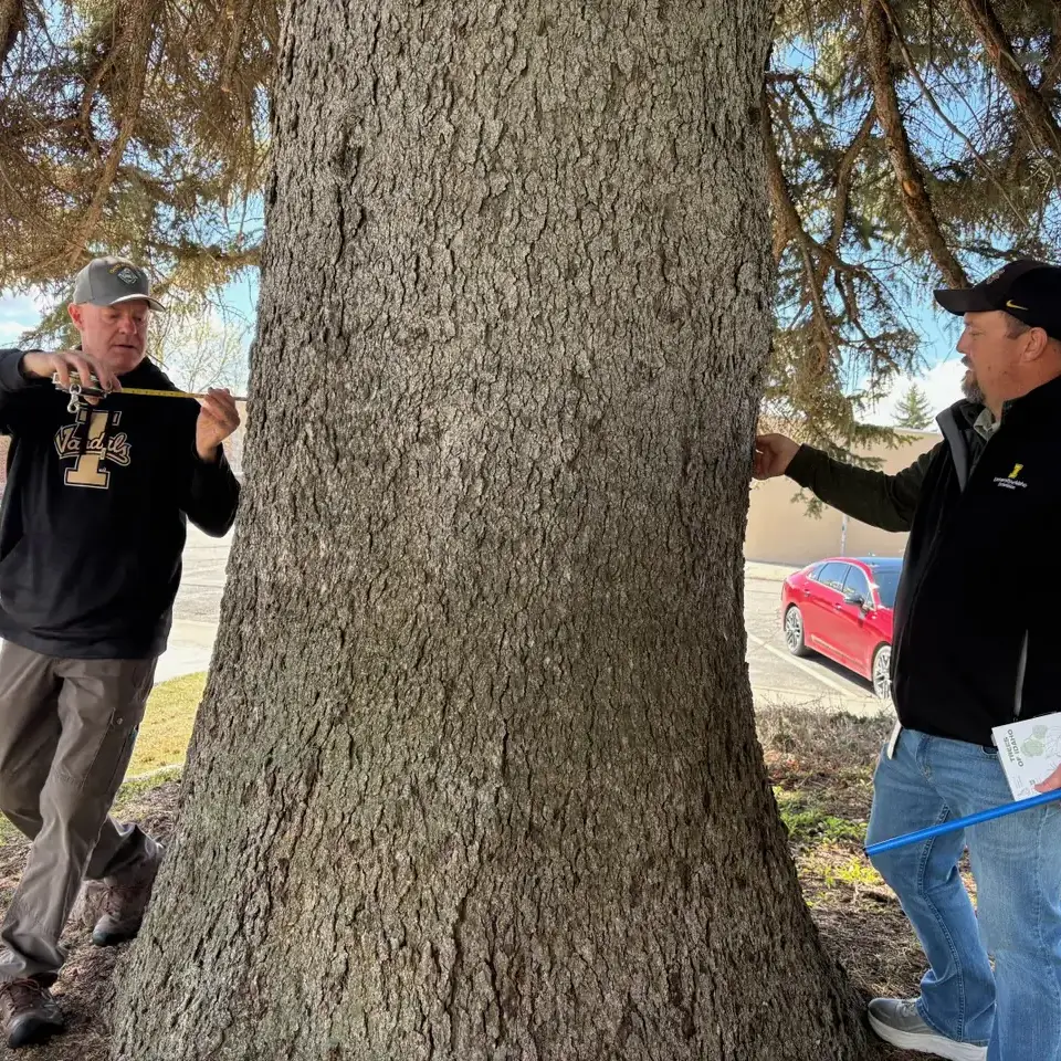 Two people measure the circumference of a large tree trunk in a park using a tape measure and a long stick.