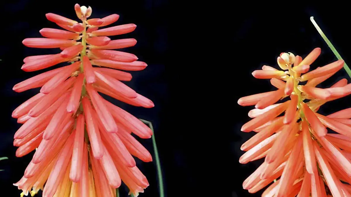A variety of perennials from African daisies to yarrow