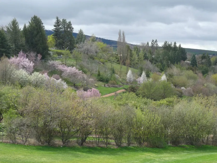 Sloped hills of the Arboretum covered with trees dappled in light green, pink, and white