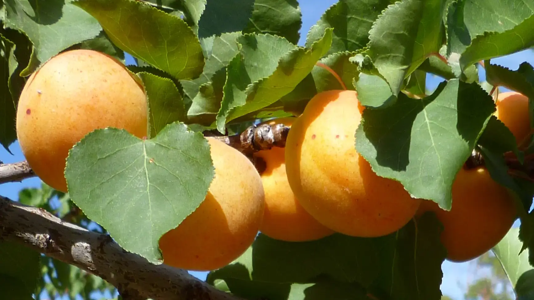 Landscapes and Gardens photos