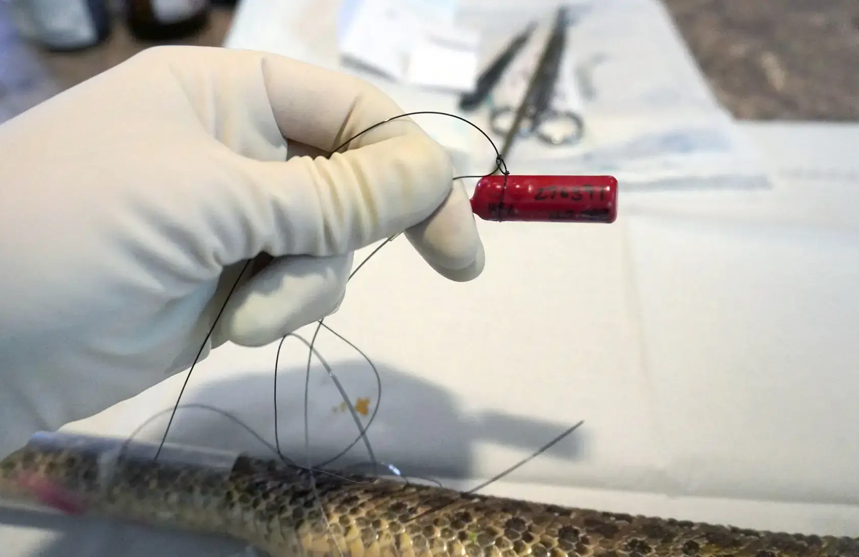 Researcher Emily Martin's Ph.D. work includes learning how rattlesnakes in a part of northeastern Wyoming migrate between nest sites and summer sites.\r