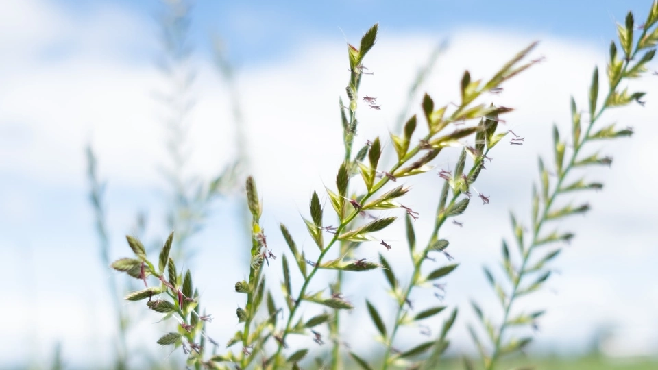 Herbicide resistant weeds in Idaho 