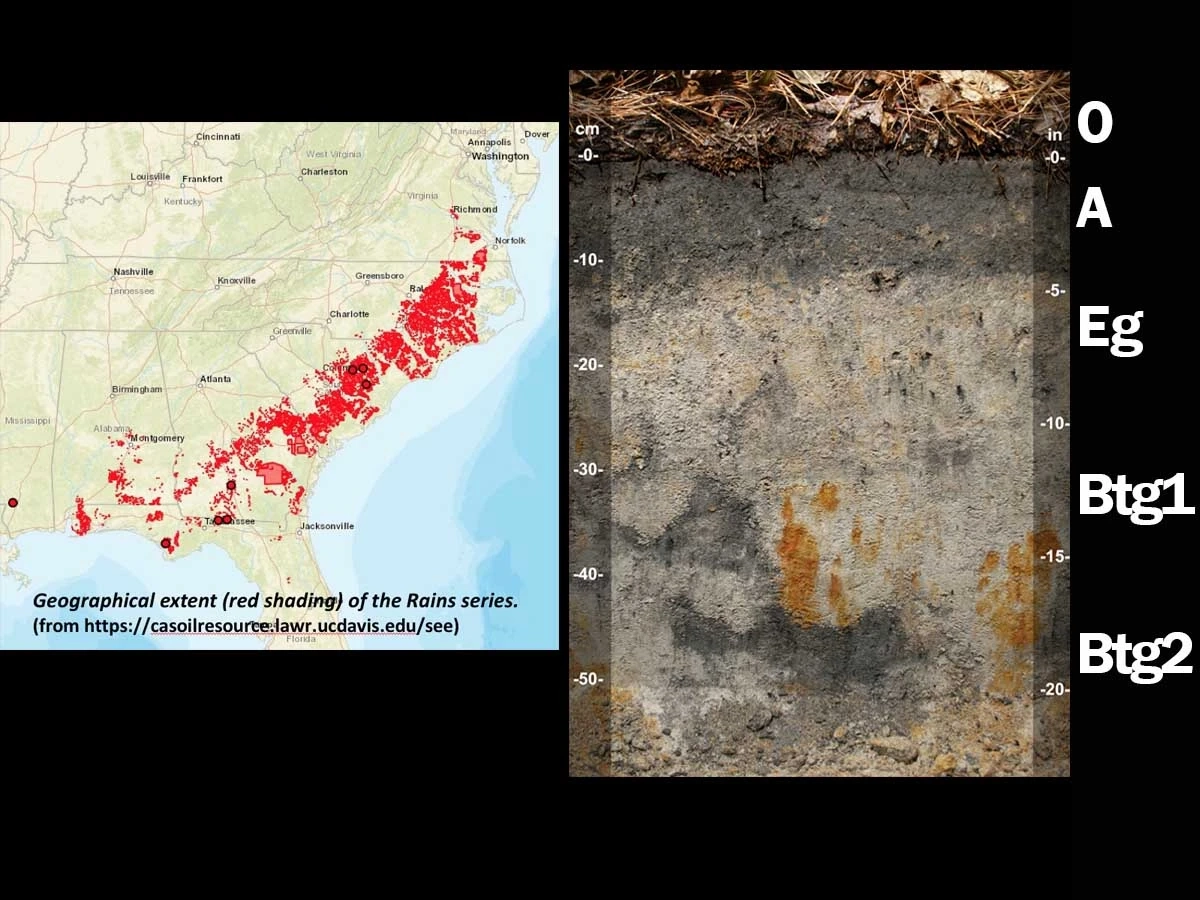 Typic paleaquult in North Carolina