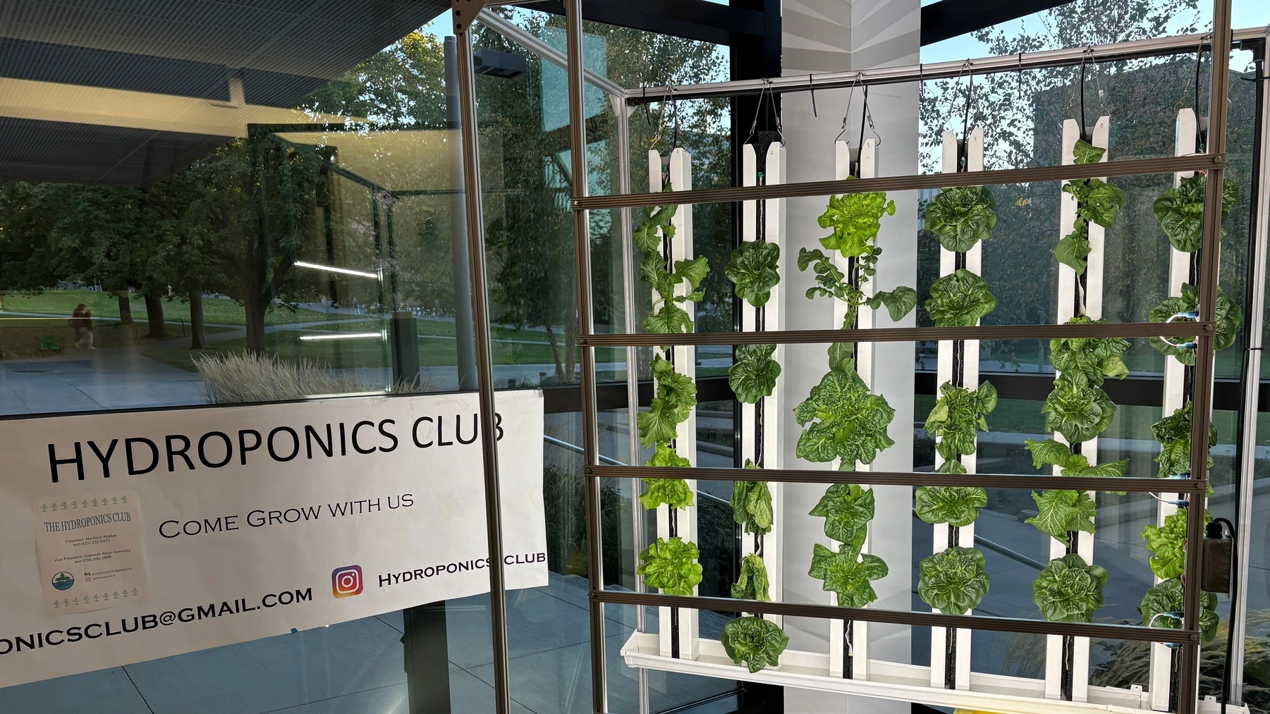 A green wall of hydroponic plants