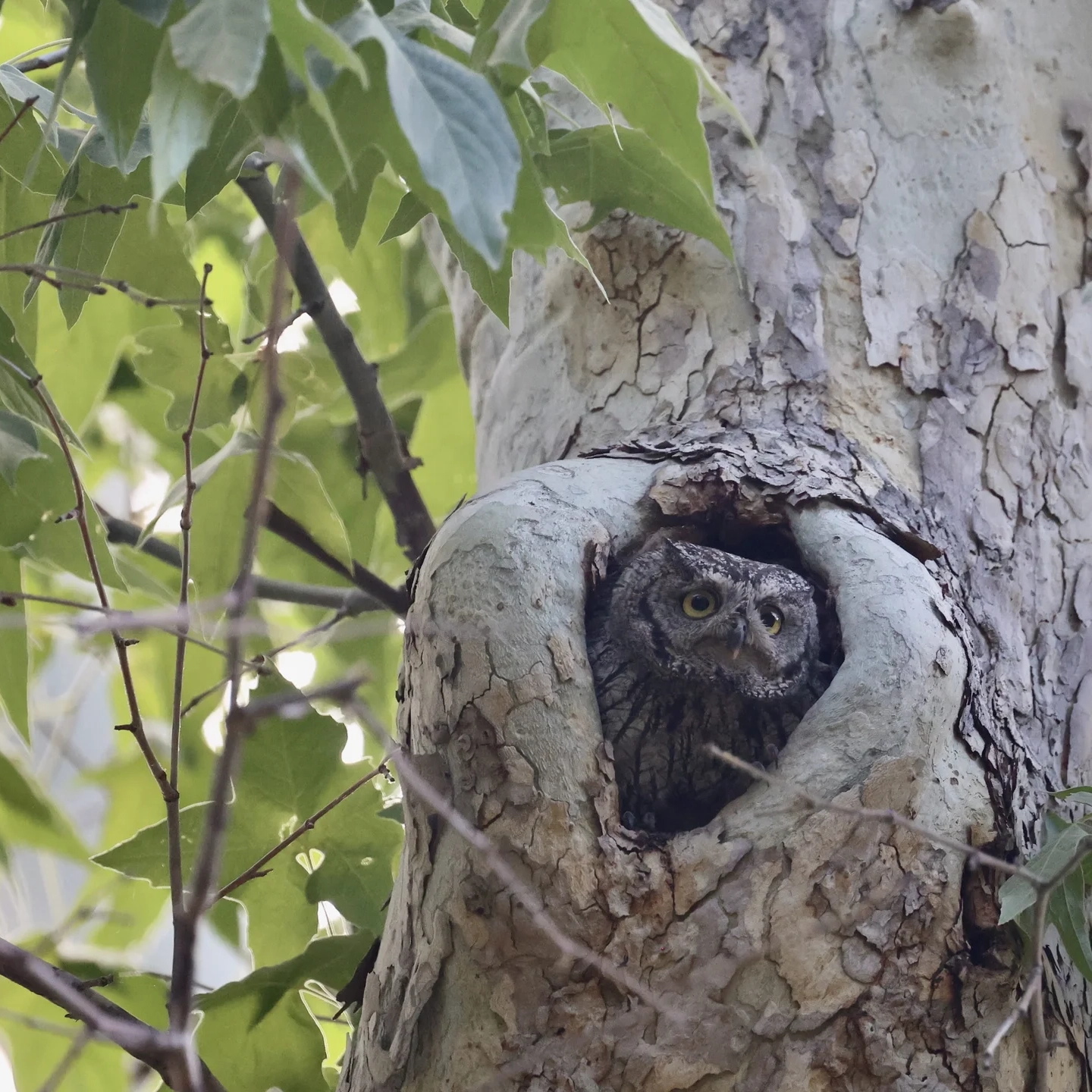 Owl looks out of a tree cavity