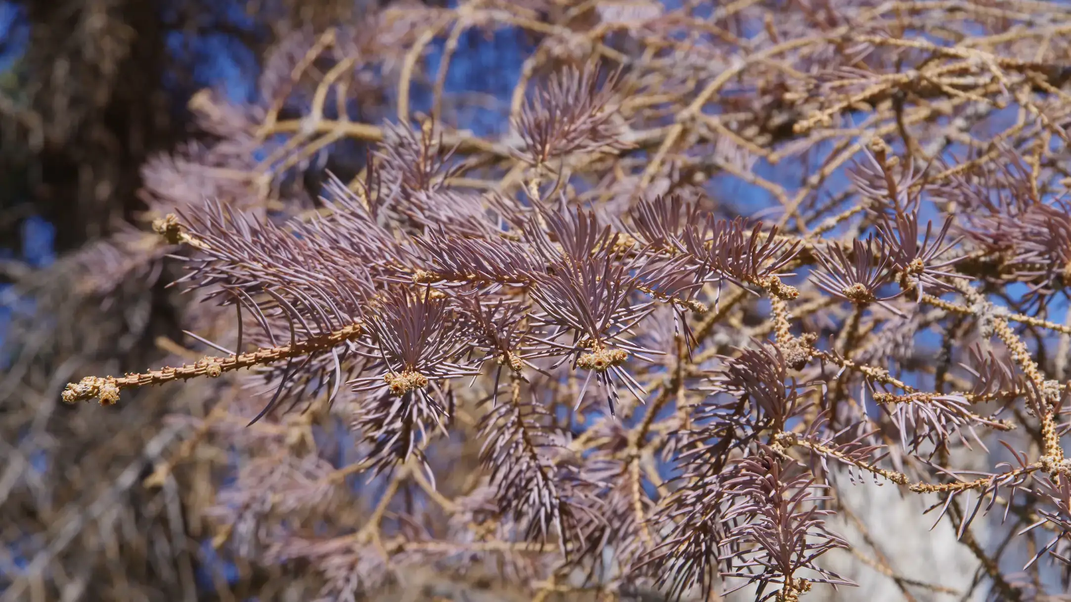 During season the needles turn dark reddish brown..