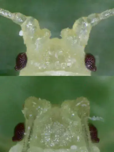 Antennal tubercles of green peach aphid (upper) versus potato aphid (lower).