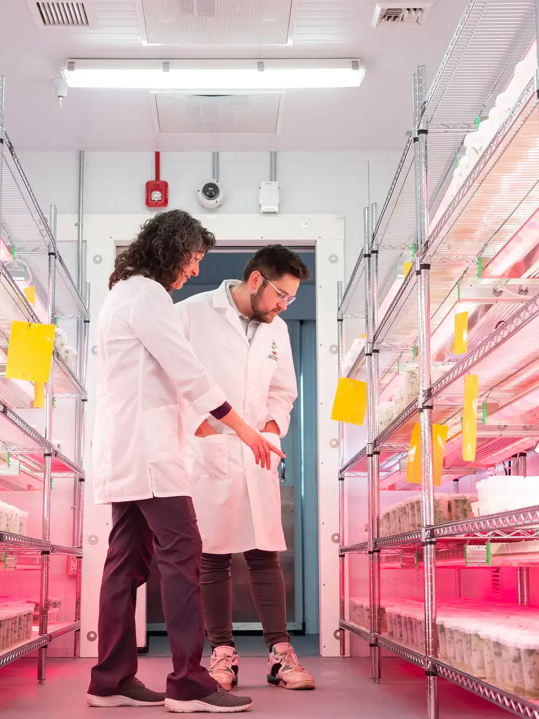 Student Jonathan Estrada is pictured with Lab Manager Shannon Kuhl in the University of Idaho Seed Potato Germplasm Lab