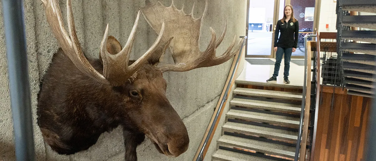 Woman stands in stairwell behind a mounted moose head that hangs on the wall.