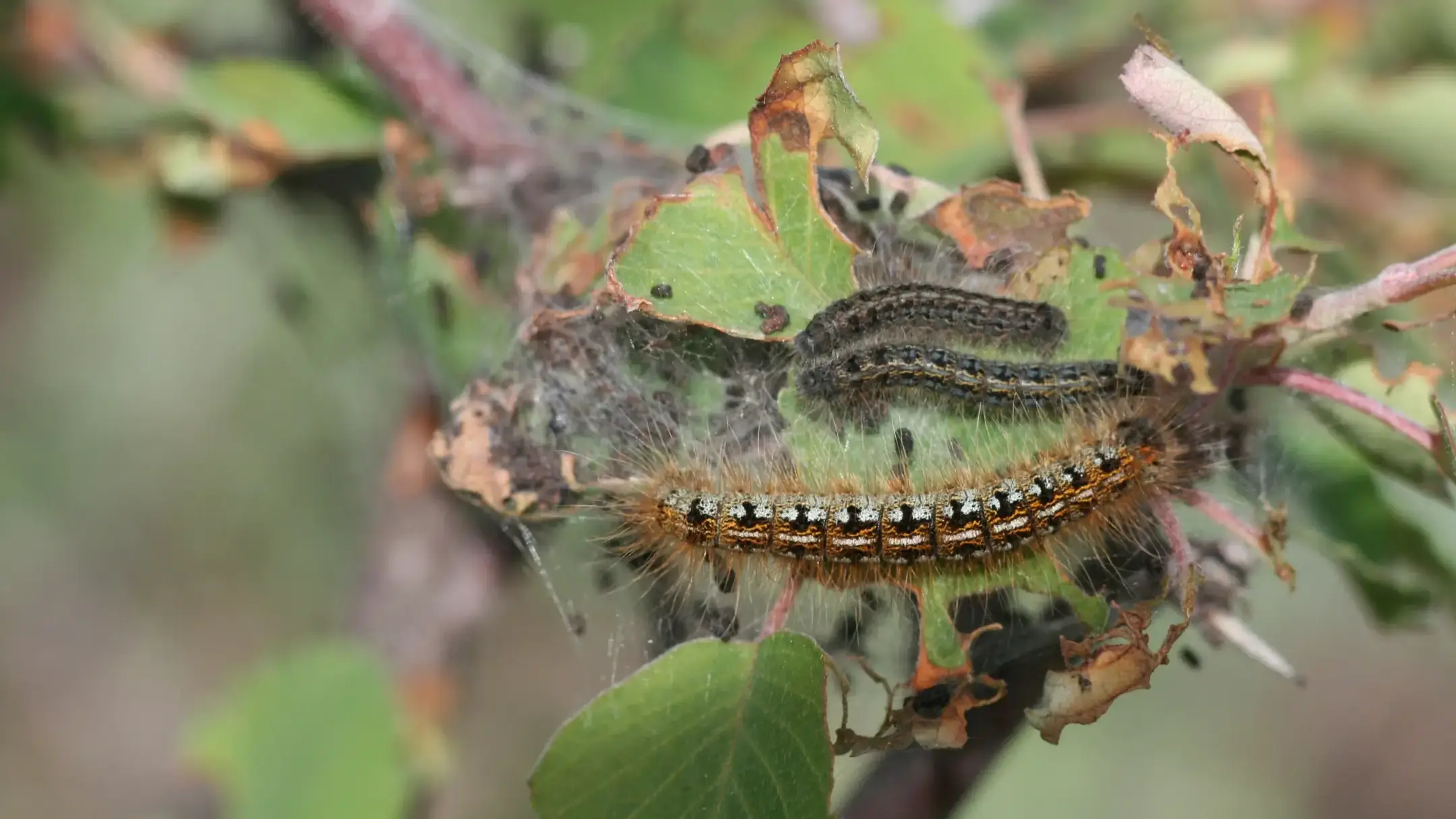 Tentworm late stage larvae of mixed instars.