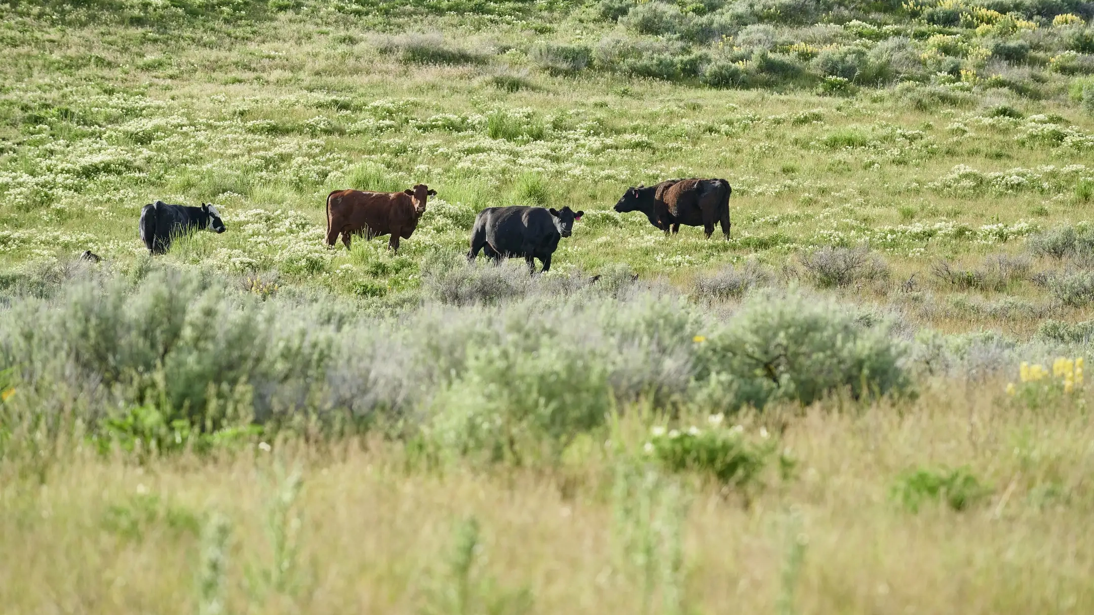 June 1st Sagebrush Saturday