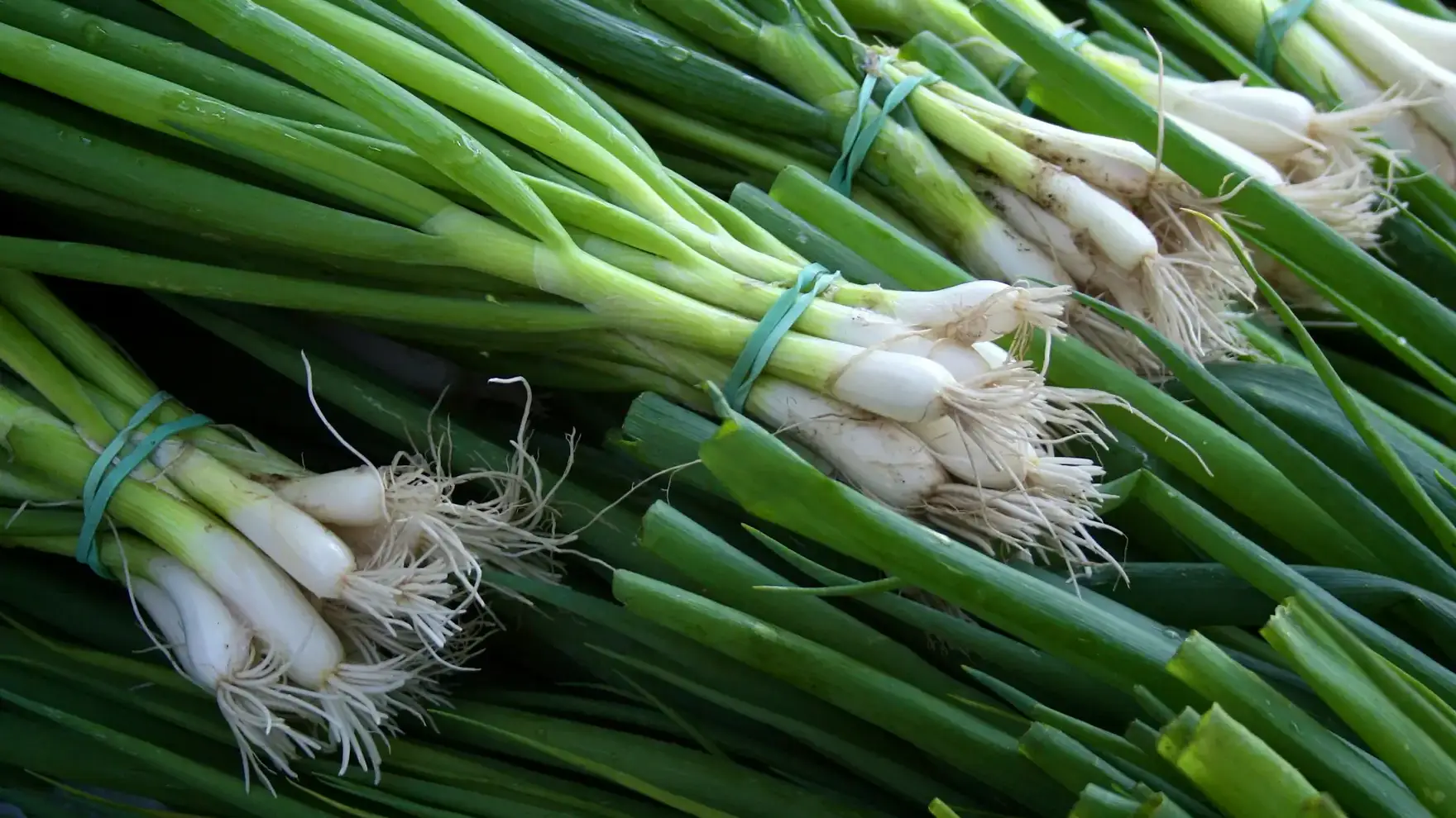 Landscapes and Gardens photo of bundle of scallions