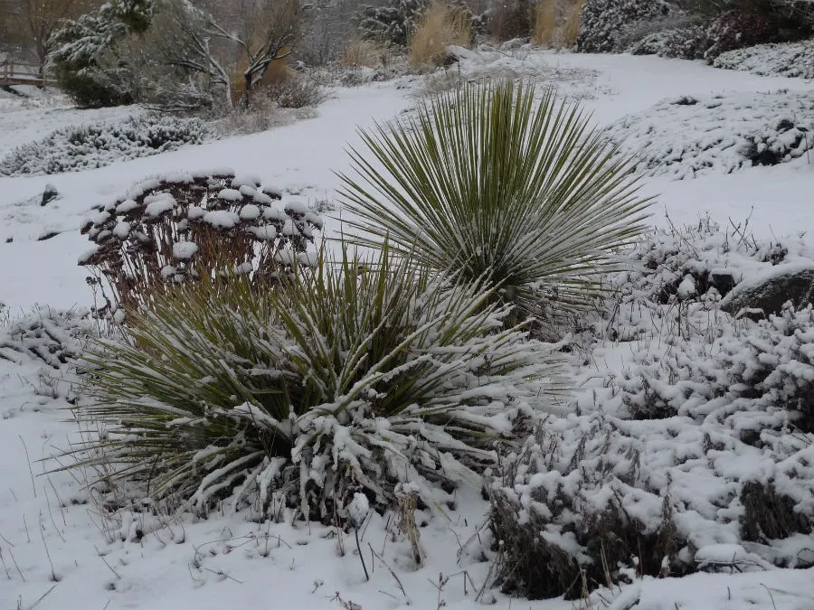 Snow on Yuccas in the Xeriscape Garden
