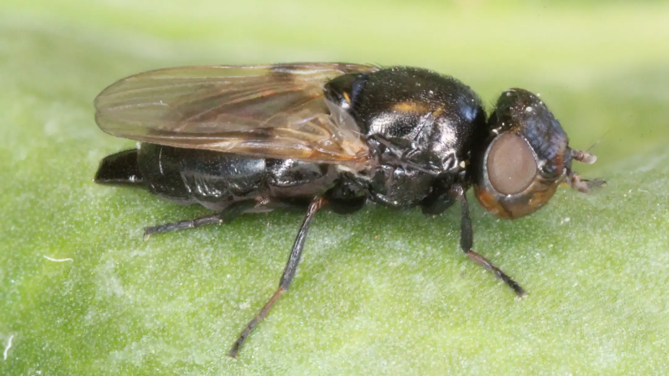Sugar beet root maggot adult female.