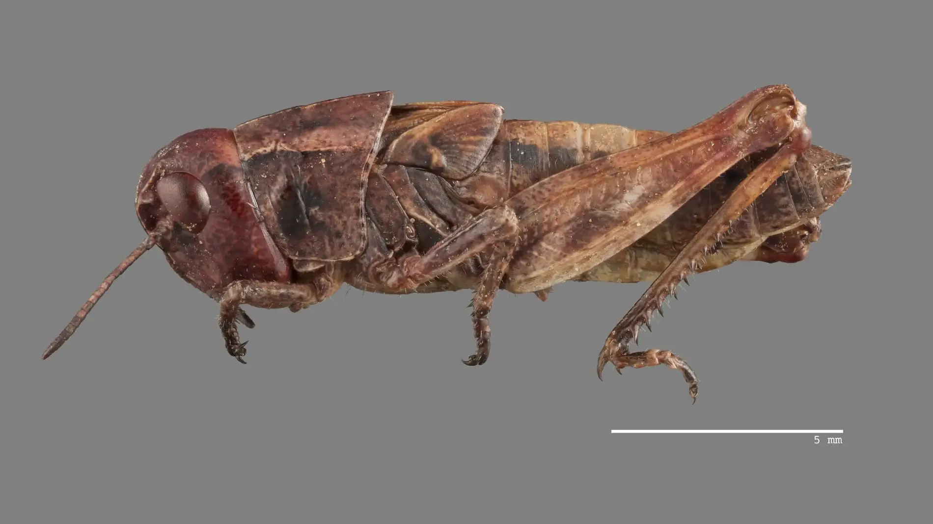 Clearwinged Grasshopper 4th instar nymph.