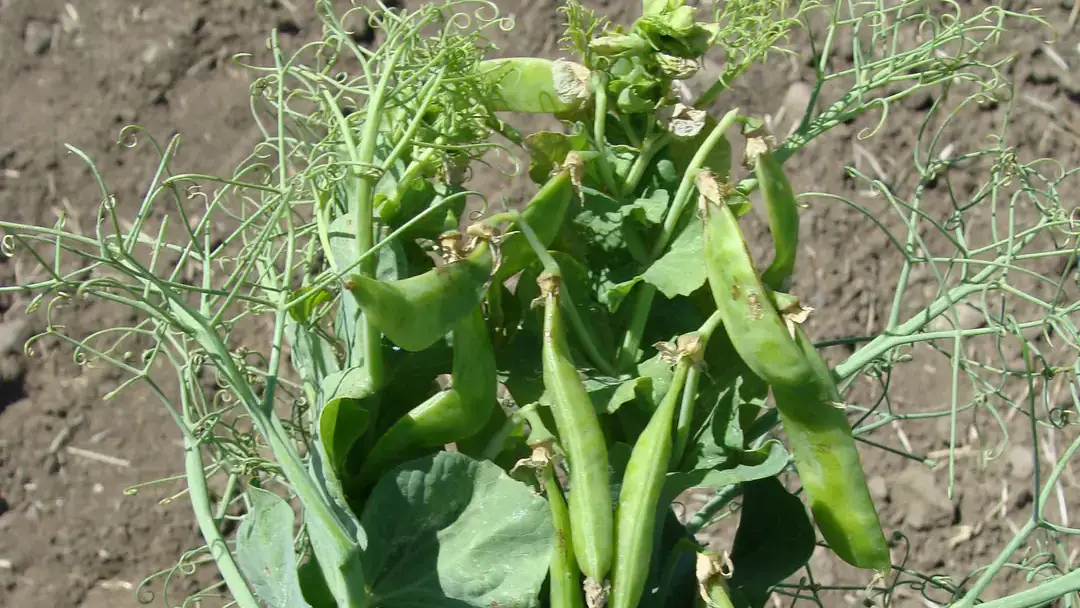 Pea seedborne mosaic virus infected plant showing terminal resetting.